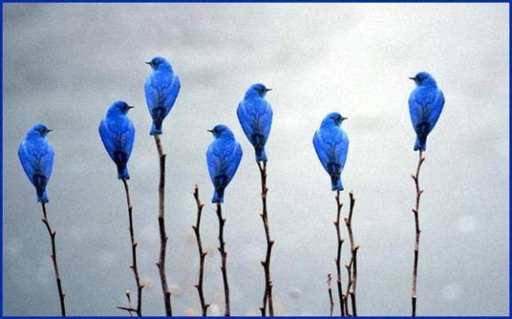oiseaux bleus